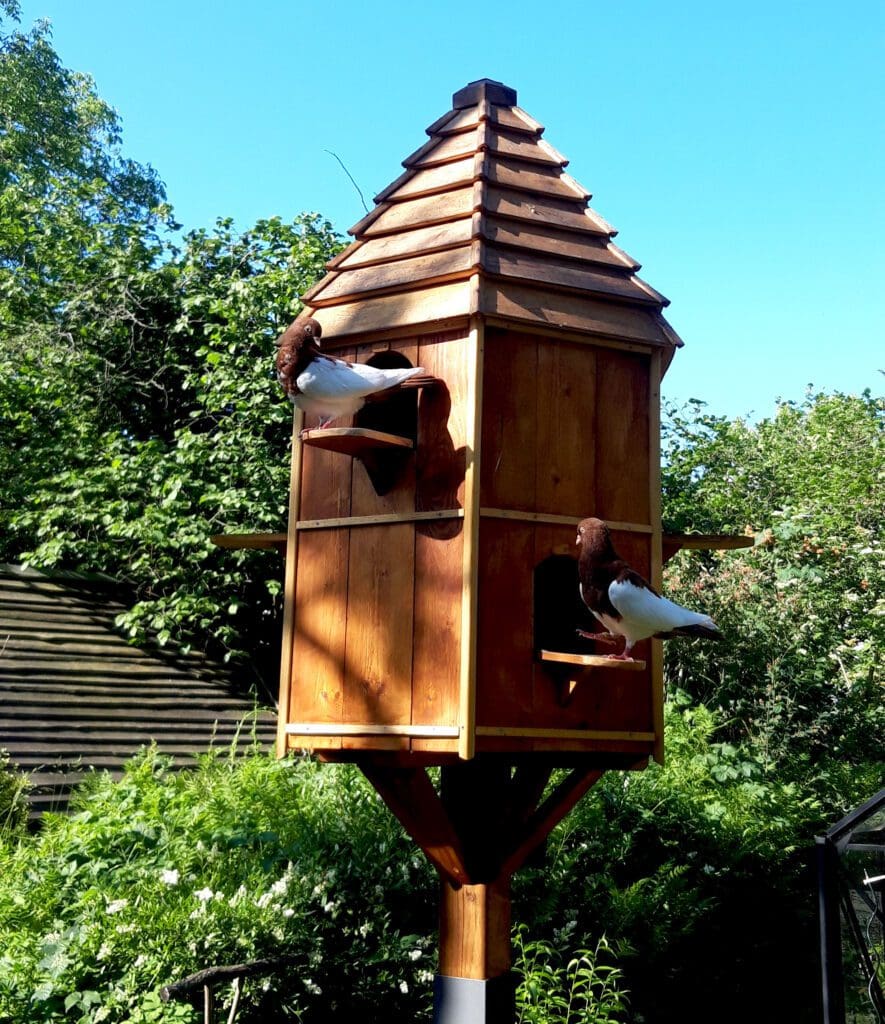 Taubenturm_Lausitzer-Purzler