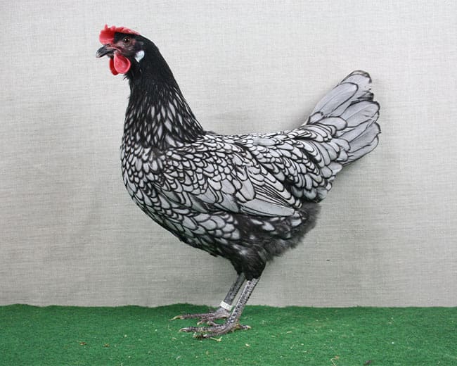 Andalusier Huhn Henne