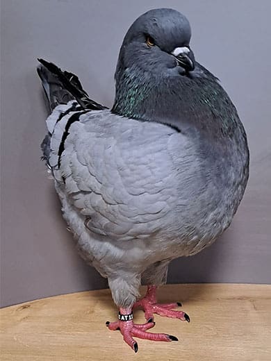 Kingtaube,-blau-mit-schwarzen-Binden