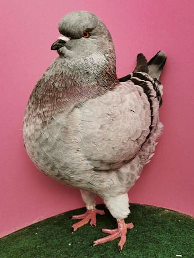 Kingtaube,-blauschimmel