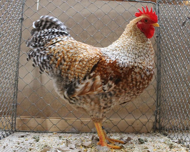 Bielefelder-Zwerg-Kennhühner_Hahn_kennsperber