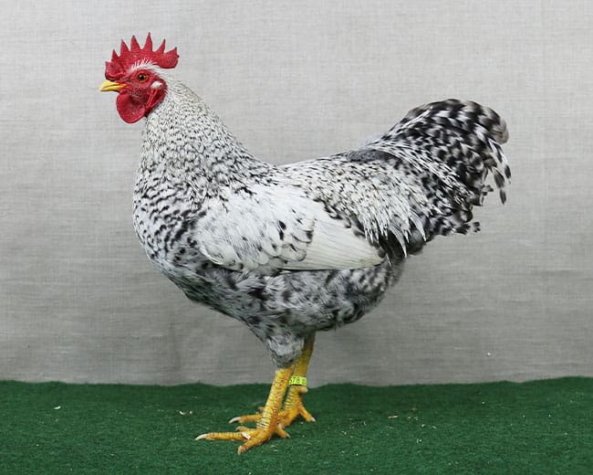 Bielefelder-Zwerg-Kennhühner_Hahn_silber-kennsperber