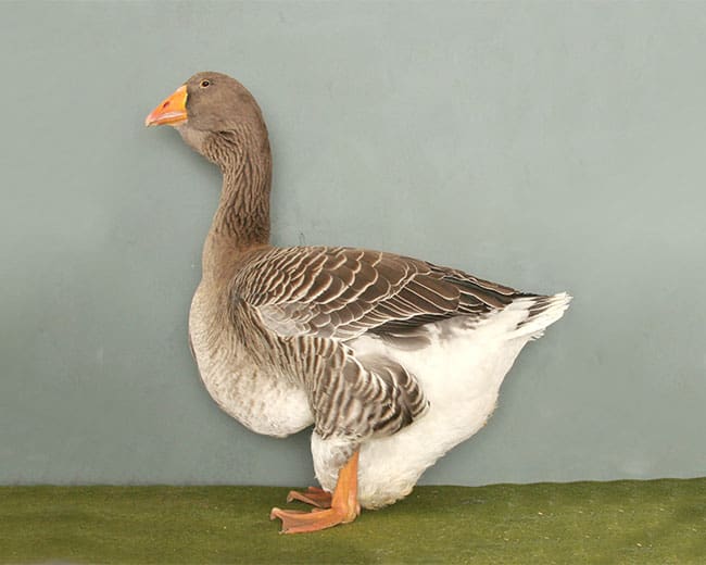 Toulouser-Gans_Ganter_grau