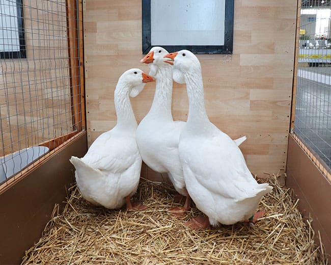 Toulouser-Gänse_weiß