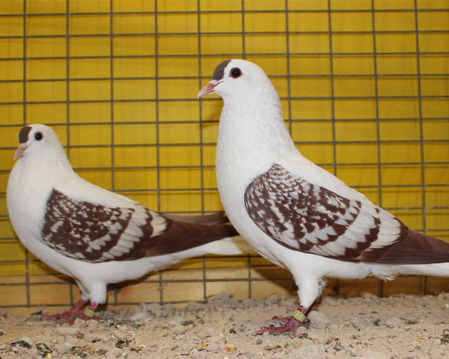 Thüringer-Flügeltauben_rot-weißgeschuppt