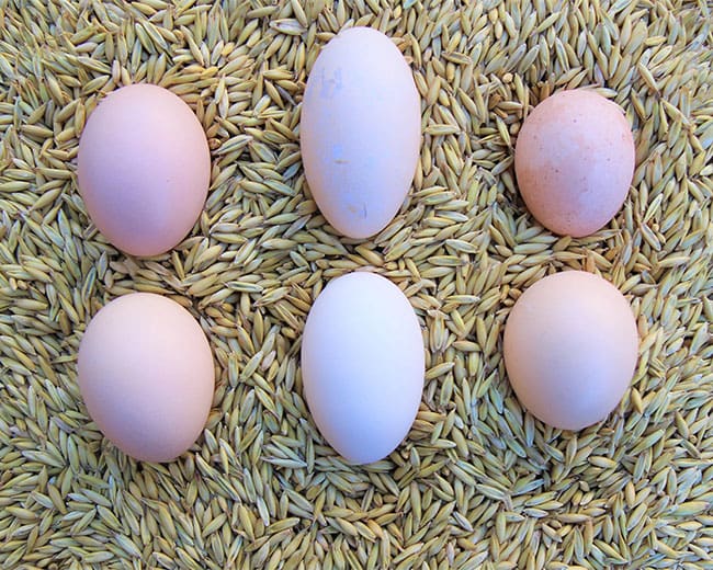 Bruteier_Bruteiauswahl