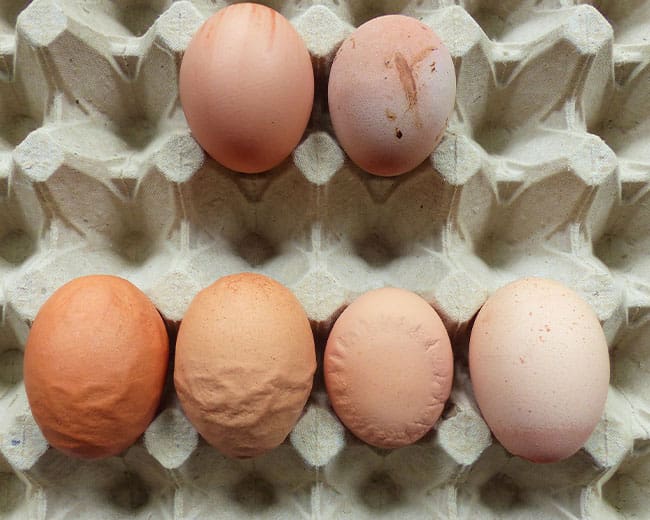 Bruteier_ungeeignete-Bruteier