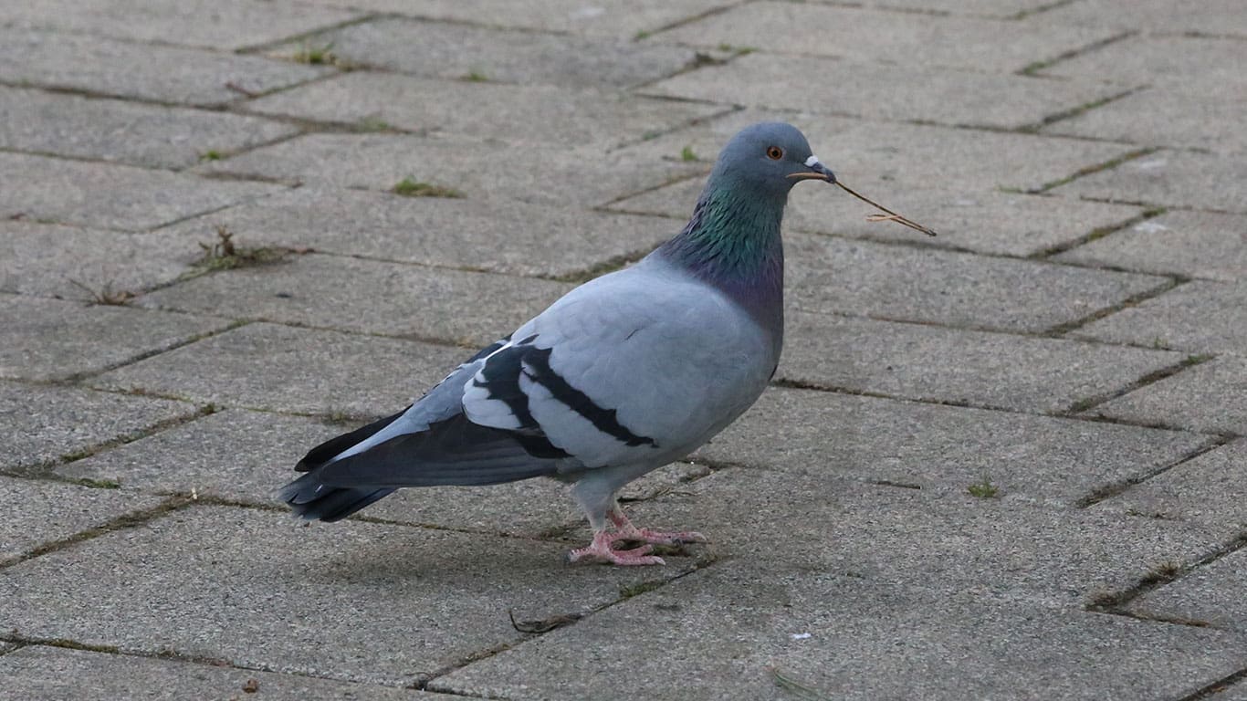 Stadttauben Als Vogel Des Jahres? - Geflügelzeitung