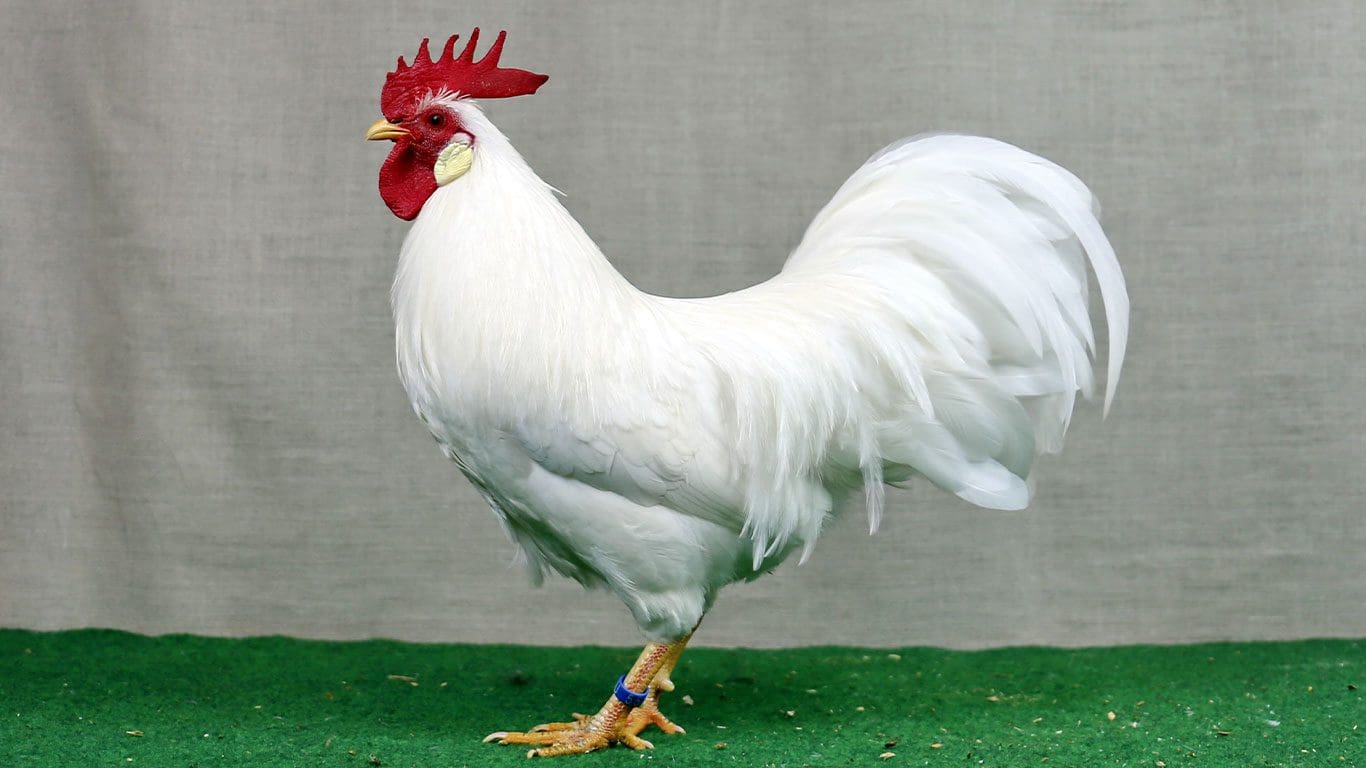 Amerikanische Zwerg-Leghorn – perfektes Ebenbild der Großrasse -  Geflügelzeitung