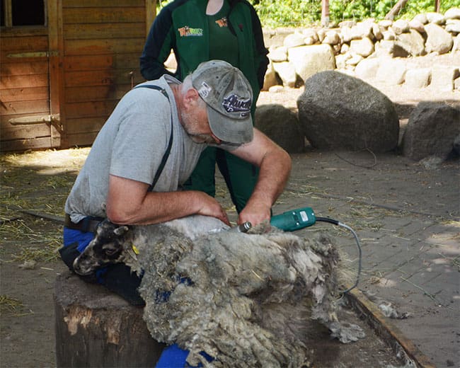 KTZV-Senftenberg_Tierparkfest_Schafschur